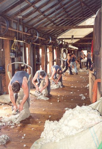 Explore Miekie D's photos on Flickr. Miekie D has uploaded 328 photos to Flickr. Farming House, Sheep Shed, Shearing Sheep, Shearing Shed, Ranch Girl, Montana Ranch, Sheep Shearing, Outback Australia, Sheep Farm