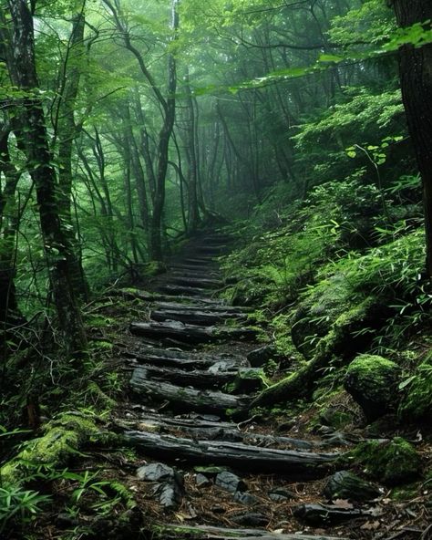 Discover the breathtaking beauty of the Tongwe Forest in Tanzania, a sanctuary of biodiversity and natural wonders. This magnificent forest is home to unique wildlife, playing a vital role in preserving our planet’s ecological balance. Join us in celebrating and protecting this precious ecosystem. 🌳 #TongweForest #Tanzania #Nature #Wildlife #Conservation #EcoTourism #Biodiversity #NaturalWonders #ExploreTanzania #AdventureAwaits #SustainableTravel #TravelGoals #DiscoverNature #WildlifeSanctu... Japan Forest Aesthetic, Japan Wilderness, Aokigahara Forest, Japan Forest, Apocalypse Landscape, Zen Aesthetic, Forest Village, Mysterious Forest, Forest Conservation