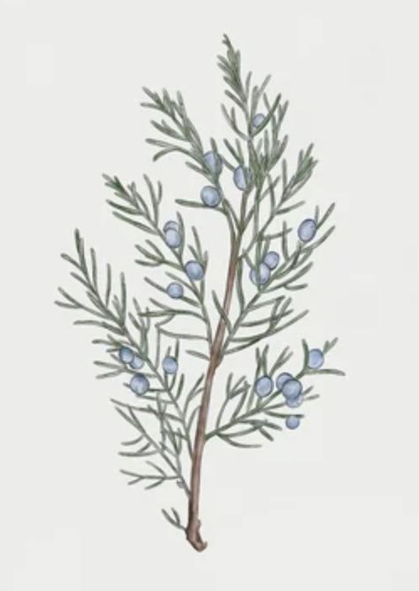 Juniper Tree Drawing, Juniper Branch Tattoo, Juniper Tree, Branch Tattoo, Botanical Drawing, Ink Drawings, Tree Drawing, Botanical Drawings, Ink Drawing