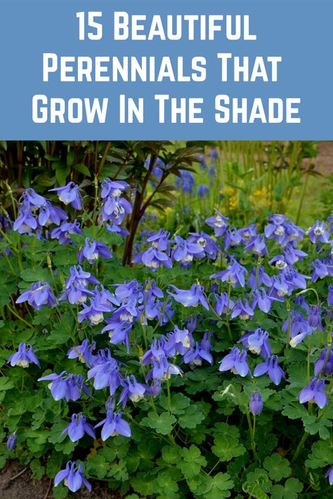 Shady Patio Garden, Plants That Love Shade Perennials, Plants For Shadow Garden, Plants For The Shade Backyards, Evergreens For Shaded Areas, Shady Gardens Ideas, Shade Plants Zone 5 Perennials, Cottage Shade Garden Perennials, Low Water Shade Perennials