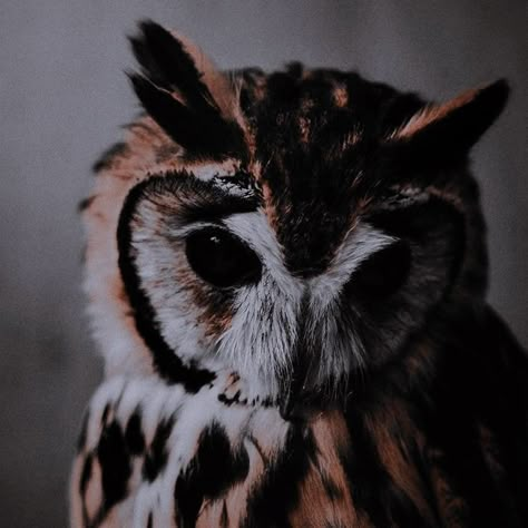 Black Owl, Nocturnal Animals, Great Horned Owl, Aesthetic Images, Cute Little Animals, Love Birds, Beautiful Creatures, Dark Aesthetic, Animals Beautiful