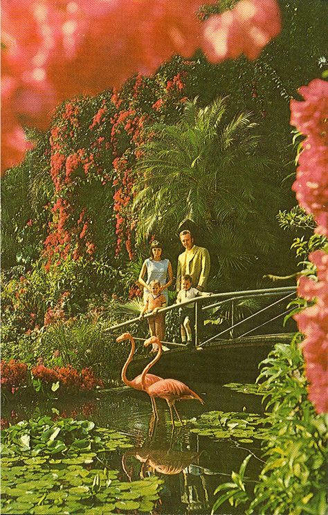 Vintage Florida Art, Vintage Florida Aesthetic, Arte Pulp, Sunken Gardens, Vintage Postcards Travel, Florida Life, Sunken Garden, Florida Art, St Petersburg Florida