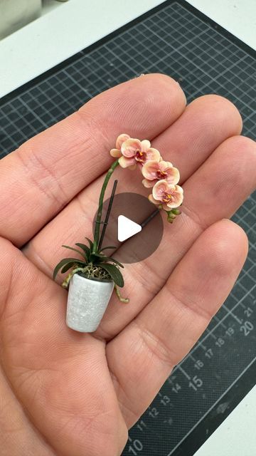 Astrid Wilk on Instagram: "Making my Phalaenopsis Orchid for „Urban Blooms“ 2024 Miniature Flower Show in NY. 

My specialty: I make the leaf and flower patterns  for all of my miniature plants from colored oven-hardening polymer clay using the cane technique. I stack different colored clay together to form patterns and reduce the size to a few mm. This makes very delicate and realistic patterns possible. But it also takes some practice and a lot of patience. 
The stem is made of floral wire and the pot is made by me from transparent resin. I really wanted a transparent pot for the orchids.

The nursing pots fit perfectly into the orchid planters. All parts have magnets to attach to each other and my custom made wooden shelves.

If you are in New York, head to Bushwick to see Urban Blooms Miniature Plants Diy, Polymer Clay Plants, Miniature Clay Pots, Crockery Cabinet, Mini Printables, Miniature Orchids, Orchid Planters, Polymer Flowers, Shell Craft