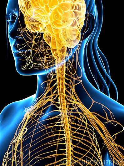 Nervous system, artwork Brain Pictures, Nervous System Anatomy, Nerf Vague, Brain Nerves, Human Nervous System, Systems Art, Brain Art, Autonomic Nervous System, Science Photos