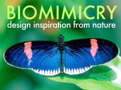 Biomimicry Design Products, Process Presentation, Biomimicry Examples, Biomimicry Design, Analysis Architecture, Sharing The Planet, Fun With Science, Site Analysis Architecture, Real Butterflies