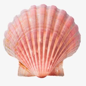 Pictures Of Shells, Shell Png Aesthetic, Sea Shells Reference, Pink Shell Aesthetic, Seashell Png Aesthetic, Seashell Reference Photo, Sea Shell Reference, Shell Reference Photo, Mermaidcore Png