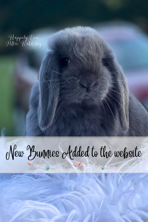 Mini Lop, Holland Lop bunnies Holland Lop Bunnies For Sale, Mini Holland Lop, Mini Lop Bunny, Bunnies For Sale, Mini Lop Bunnies, Bald Face, Lop Bunnies, Holland Lop Bunnies, Mini Lop