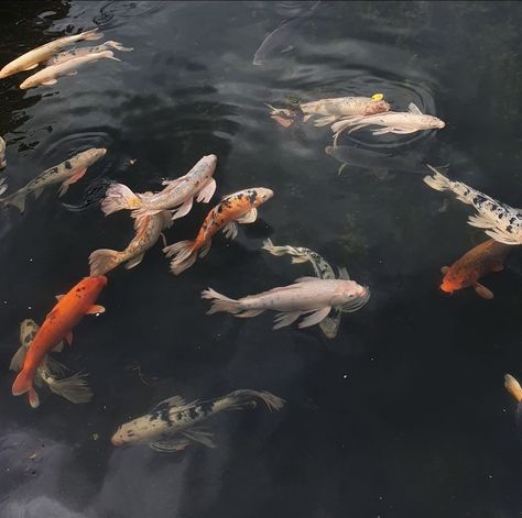 恋 Dark Academia Filter, Coy Fish, Koi Carp Fish, Vietnamese History, Japanese Fish, Japanese Koi, Koi Carp, Lake Fishing, Japanese Aesthetic