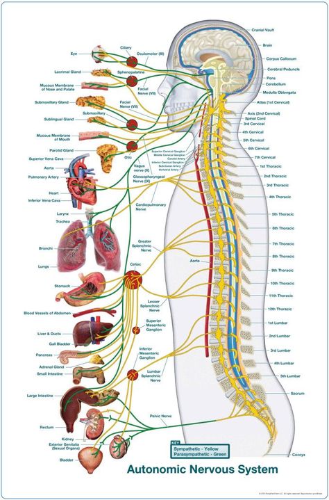 ANS Charts and Meric Charts of all sizes! | Autonomic nervous system, Spine health, Medical knowledge Nerve Diagram, Nervous System Anatomy, Brain Anatomy, Human Body Anatomy, Spine Health, Muscular System, Muscle Anatomy, Autonomic Nervous System, Human Anatomy And Physiology