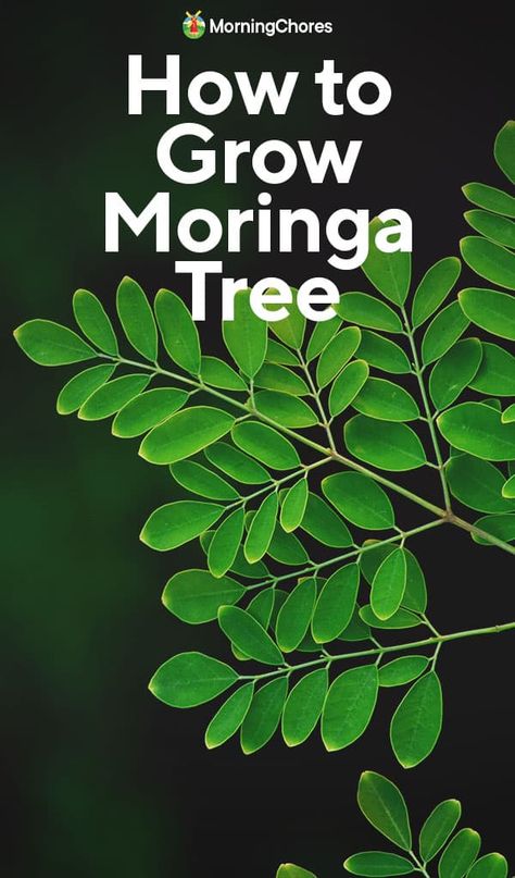 Growing Moringa: How to Plant and Raise Drumstick Trees Growing Moringa, Medicinal Herbs Remedies, Moringa Benefits, Moringa Seeds, Food Forest Garden, Moringa Tree, Sacred Garden, Herbs For Health, The Homestead