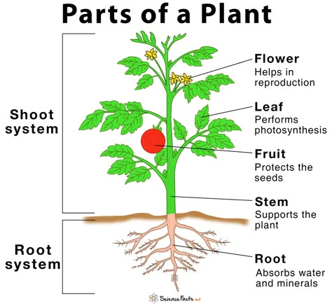 Main Parts of a Plant, Their Functions, Structure, Diagram Plant Diagram, Como Plantar Pitaya, Plants Worksheets, Cells Worksheet, Planting For Kids, Plant Structure, Plant Help, Structure And Function, Plant Cell