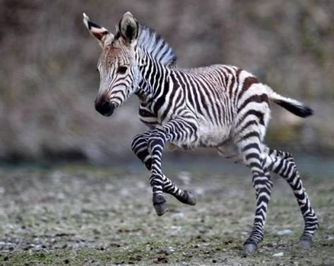 20 Animals You Never See As Babies - The Dodo Zebra Photos, Baby Zebra, Africa Safari, Baby Animals Funny, African Wildlife, Animal Pics, African Animals, Giraffes, Animal Planet