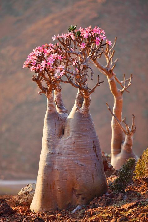 Adenium obesum. Desert Flower | Booman Floral | Flickr Kaktus Dan Sukulen, Weird Trees, Desert Rose Plant, Adenium Obesum, Socotra, Flowers Growing, Weird Plants, Plant Fungus, Desert Flowers