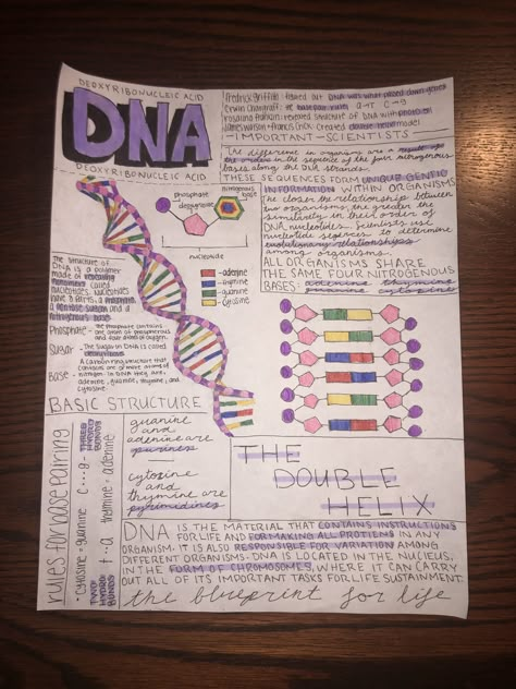 Submitted By Design, Dna Notes Biology Aesthetic, Dna Aesthetic Notes, Anatomy Journal Aesthetic, Dna And Rna Notes, Notes Science Aesthetic, Biochemistry Aesthetic Notes, Ap Biology Unit 1, Dna Notes Aesthetic