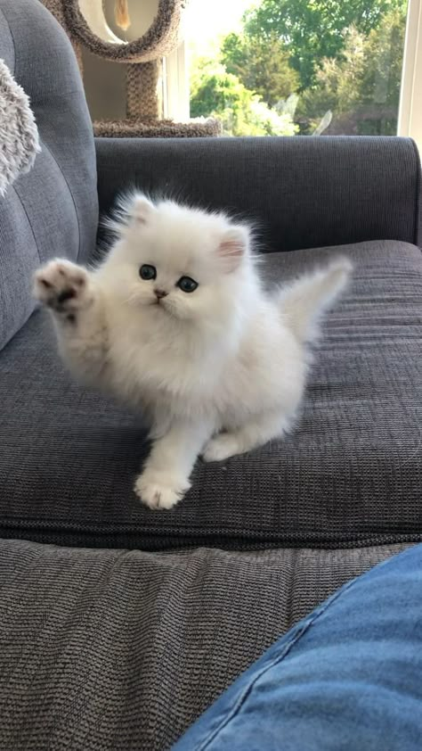 Precious Chinchilla Persian kitten #persiankitten #kitten www.Christypaw.com in 2022 | Cute baby animals, Kittens cutest, Cute animals Chinchilla Persian, Persian Kittens For Sale, Persian Kitten, Fluffy Cats, Charlie Gillespie, Beautiful Kittens, Old Pinterest, Persian Kittens, Cat Things