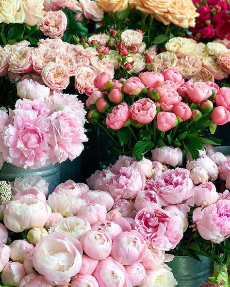 Good Housekeeping on Instagram: “Pick a peony, any peony! 💕💐😍 (#regram: @meanderingmacaron)” Peonies Season, Boquette Flowers, Nothing But Flowers, Flower Therapy, Pink Blossom, Gardening Supplies, Flower Farm, Peony Flower, Types Of Flowers