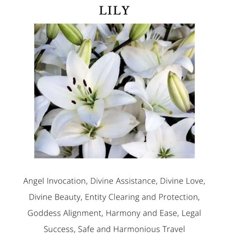 Lily Symbolism Meaning, Spider Lily Meaning, Lilies Meaning, Lily Symbolism, Lily Meaning, Flower Meanings, Peace Lily, Lily Flower, Esthetician