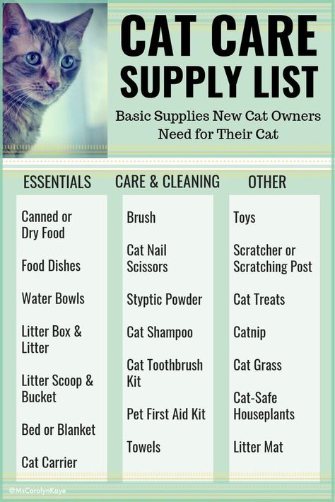 Cat Supplies List, Kitty Care, Cat Information, Cat Shampoo, Cat Tips, Cat Language, Cat Essentials, Cat Hacks, Cat Info