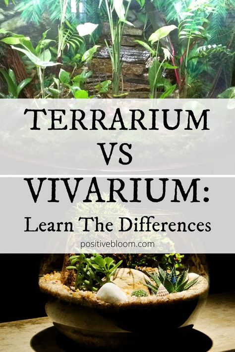 Terrarium vs Vivarium: Learn The Differences Terrarium Decor Living Room, Shrimp Terrarium Ideas, Diy Large Terrarium, Outdoor Terrarium Ideas, Enclosed Terrarium Ideas, Large Plant Terrarium, Aquatic Terrarium Ideas, 5 Gallon Terrarium Ideas, Small Plant Terrarium Ideas