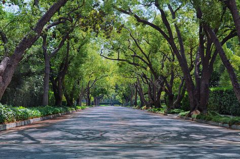 Neighborhood Street. Street in upscale neighborhood covered with arched tree bra , #sponsored, #upscale, #neighborhood, #Neighborhood, #Street, #tree #ad Entry Statement, Neighborhood Background, Neighborhood Street, Street Stock, Street Trees, American Houses, Tree Canopy, Tall Trees, Scenic Design