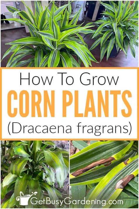 Corn Plant Problems, Corn Plant Indoor Care, Corn Plant Indoor, Corn Plant Care, Gardening On A Budget, Garden Care Tips, Dracaena Fragrans, Diy Garden Decor Projects, Growing Corn