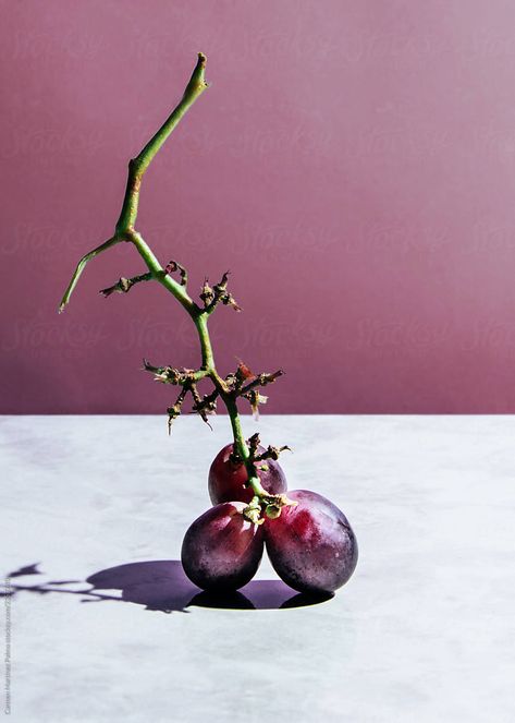 Grapes Still Life Photography, Eating Grapes Pose, Grapes Photoshoot, Grape Photography, Grapes Photography, Grapes Still Life, Grape Vinegar, Study Reference, Book Food