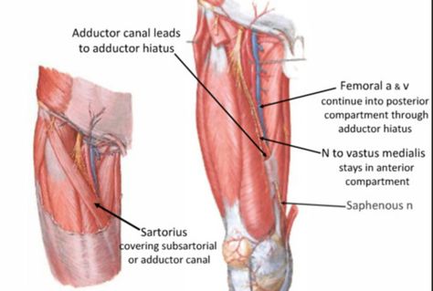 Adductor Canal Anatomy, Hip Anatomy, Anatomy Notes, Lower Limb, Muscle Anatomy, Medical Anatomy, School Hacks, Anatomy, Medical