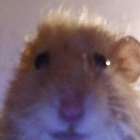 Funny Rats, Funny Hamsters, Cute Rats, Telegram Stickers, Cute Hamsters, Silly Animals, Funny Reaction Pictures, Hamsters, Rodents