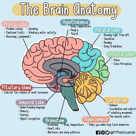 Functions Of The Brain, Brain Anatomy And Function, Med Notes, Nervous System Anatomy, Brain Diagram, Anatomy Flashcards, Learning Psychology, Basic Anatomy, Brain System