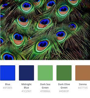 Color Palette Scheme Design Inspiration Peacock Feathers | Color Palette Scheme Design Inspiration Peacock Colour Palette, Peacock Color Palette, Peacock Palette, Peacock Color Scheme, Blue And Green Living Room, Scheme Design, Indian Colours, Peacock Colors, Peacock Decor