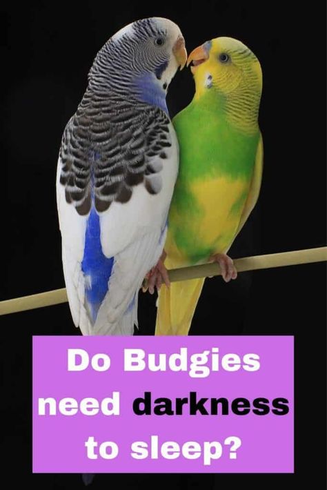 Wild Budgies, Budgie Care, Pet Budgie, Parakeet Care, Budgies Parrot, Best Pet Birds, Budgie Cage, Budgie Bird, Parakeet Cage