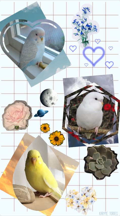 Parrot Aesthetic Wallpaper, Birds Wallpaper Aesthetic, Aesthetic Bird Wallpaper, Bird Wallpaper Aesthetic, Birds Aesthetic Wallpaper, Bird Aesthetic Wallpaper, Budgie Aesthetic, Budgie Wallpaper, Parrot Collage