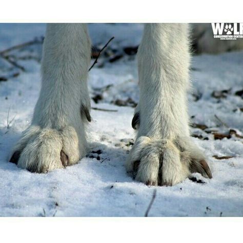 Two feet of snow? Two snowy feet? However you want to put it, it's Arctic gray wolf Atka before the blizzard! Photo by WCC Curator Rebecca Bose #ambassadorwolf  #Atka #wolf #wolfconservationcenter  #arcticwolf  #feet #paws Wolf Paws, Wolf Poses, Big Fluffy Dogs, Wolf Den, Wolf Conservation Center, Wolf Paw, Trail Cameras, Wolf Stuff, Arctic Wolf