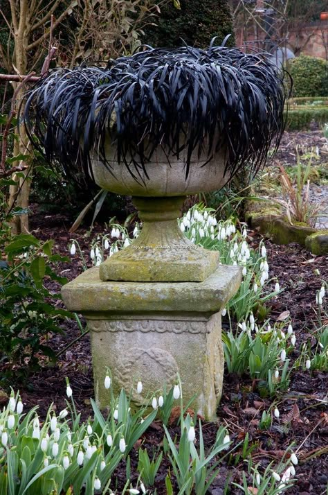 Ophiopogon Planiscapus, Black Mondo, Garden Design Ideas On A Budget, Witches Garden, Black Plants, Black Mondo Grass, Guerrilla Gardening, Dark Garden, Goth Garden