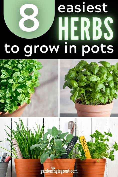 Growing Herbs Outdoors, Easiest Herbs To Grow, Growing Herbs In Pots, Grow Herbs Indoors, Herbs In Pots, Herbs At Home, Best Herbs To Grow, Easy Herbs To Grow, Herb Garden Pots