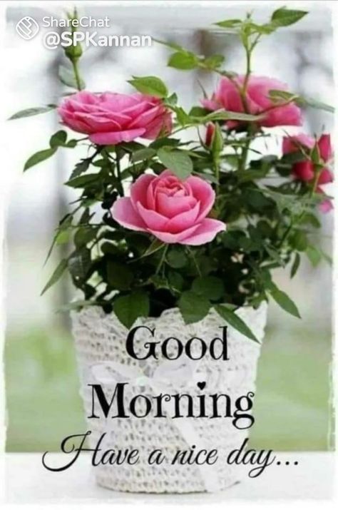 Morning Messages Quotes, Lovely Good Morning Images, Good Morning Greeting Cards, Good Morning Beautiful Gif, Morning Flowers Quotes, Cute Good Morning Images, Good Morning Flowers Quotes, Good Morning Roses, Good Morning Beautiful Flowers