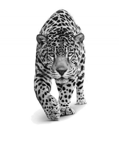 For similar reasons, the Leopard is also known to symbolize power and skills. When it comes to instincts nothing can beat the way that a Leopard can adapt and manipulate situations to work for their favor. Because of this, Leopards are also the symbol for cunningness and capability! #tattoo #tattoodesign #tattooing #leopard tattoos # tattoo ideas # modern leopard tattoos # inspirational leopard tattoo ideas # tattoo for animal lover # tattoo for men # tattoo for women # tattoo on shoulder Leopard Tattoo Ideas, Leopard Print Tattoos, Animals And Pet Supplies, Leopard Tattoo, Big Cat Tattoo, Jaguar Tattoo, Leopard Tattoos, Jaguar Animal, Leopard Art