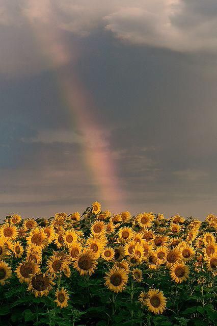 @cliffping Sunflower Iphone Wallpaper, Sunflower Pictures, Sun Flowers, Sunflower Wallpaper, Sunflower Field, Flowers Yellow, Have Inspiration, Wedding Garden, Sunflower Fields