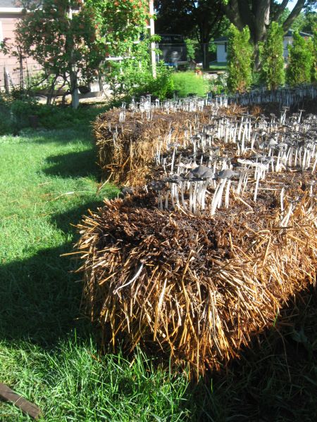 Primitive Traps, Haybale Gardening, Hay Bale Gardening, Strawbale Gardening, Growing Mushrooms At Home, Straw Bale Gardening, Elevated Gardening, Mushroom Cultivation, Garden Mushrooms