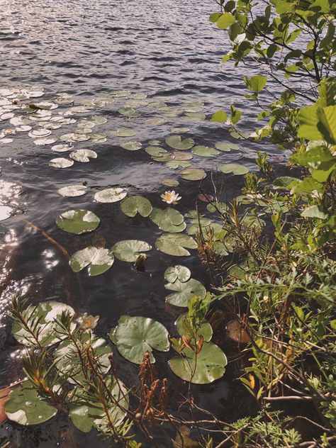 im ready to watch them for hours #flowers #lake #cottage #water #magic Atlantic Aesthetic, Water Magic, Lake Cottage, Im Ready, Finding Peace, My Happy Place, Happy Place, Some Pictures, Fairy Tale