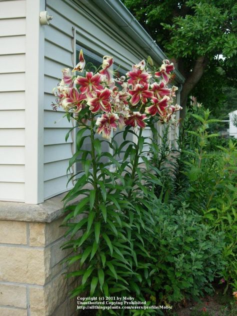 Day Lilies, Mind's Eye, Front Garden, Future House, Flower Garden, Lily, Plants, Flowers, Nature