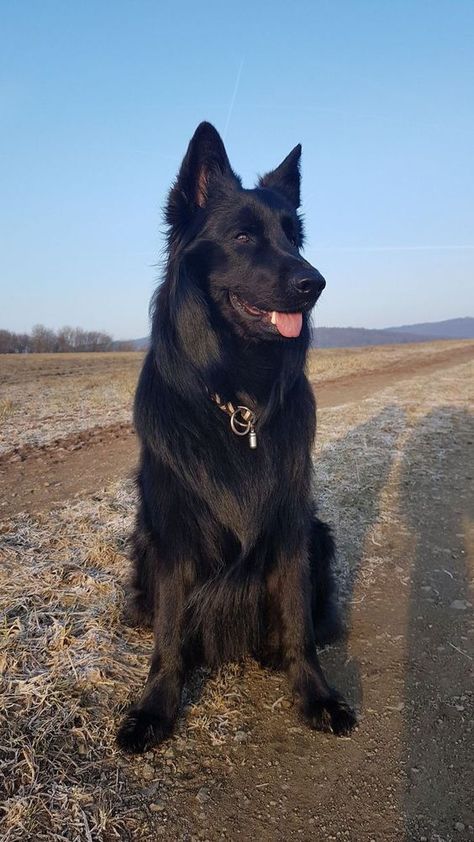 Black German Shepherd Puppies, Black Shepherd, Alsatian Dog, Black German Shepherd Dog, German Sheperd Dogs, Belgian Sheepdog, Black German Shepherd, Pretty Dogs, Pretty Animals