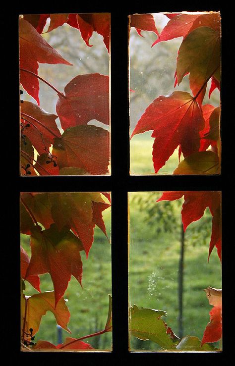 ENERGY  Windows that closes and opens depending on the weather. Fall Windows, Autumn Leaves Craft, Fall Frames, Looking Out The Window, Fabulous Fall, Window View, Autumn Beauty, Fall Pictures, Fall Diy