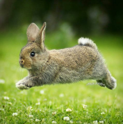 Rabbit Jumping, Rabbit Pictures, Rabbit Run, Bunny Pictures, Baby Bunnies, Cute Creatures, Sweet Animals, The Grass