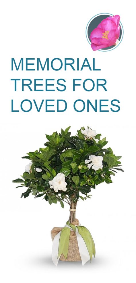 Whether you are sending memorial trees for loved ones to plant or buying a tree yourself we bring you the best choices. Remembrance Tree Ideas, Memorial Tree Ideas Diy, Plant A Tree In Memory Of A Loved One, Tree Memorial Ideas, Memory Tree Ideas, Memorial Tree Ideas, Memory Trees, Tree Planting Quotes, Memorial Plants