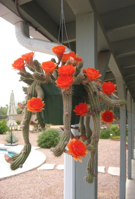 Photo of Peanut Cactus (Echinopsis 'Fire Chief') uploaded by plantmanager Peanut Cactus, Garden Design Ideas On A Budget, Fairy Garden Flowers, Fire Chief, Succulent Gardening, Unusual Plants, Cactus Flowers, Succulent Terrarium, Cactus Y Suculentas