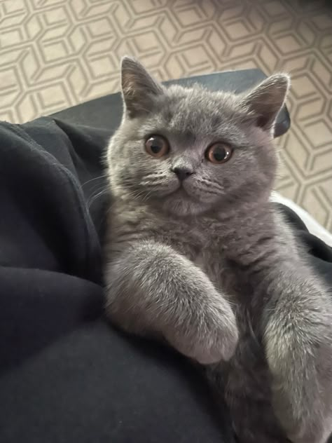 kitten aesthetic cat british blue blue british shorthair cats cat English Short Haired Cat, Blue British Shorthair Cat, English Shorthair Cat, British Shorthair Cats Aesthetic, British Shorthair Cats Grey, British Short Haired Cat, British Blue Cats, Grey British Shorthair, Blue British Shorthair