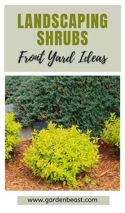 Front Landscaping Bushes, Low Bushes For Landscaping, Landscaping Shrubs Front Yard, Landscaping In Front Of Low Windows, Shrub Beds Design, Easy Shrubs Front Yards, Landscape Shrub Ideas, Front Yard Shrub Landscaping Ideas, Shrub Landscaping Front Yard