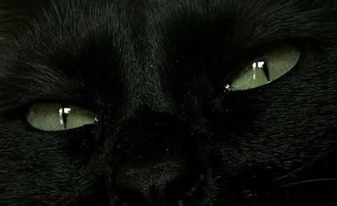 Black Cat With Green Eyes, Cat With Green Eyes, Black Cat Aesthetic, Nikki Sixx, A Black Cat, Cat Aesthetic, Black Cats, Black Aesthetic, Cute Black