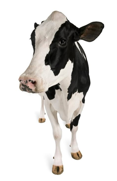 Holstein cow, standing | Premium Photo #Freepik #photo #animals #farm #cow #view Happy New Year Calligraphy, New Year Calligraphy, Cow Portrait, Holstein Cow, Holiday Fonts, Holstein Cows, Creative Fashion Photography, Farm Cow, Animal Png